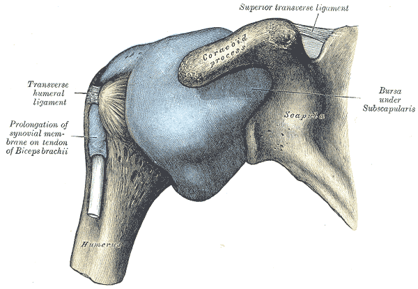 Anatomy of Frozen Shoulder